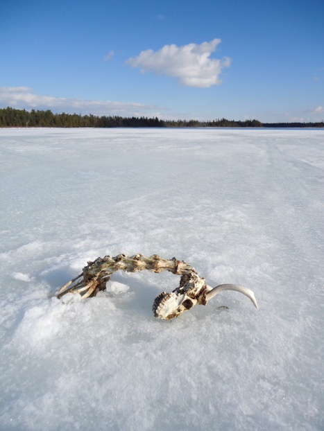 Deer bones frozen in lake ice