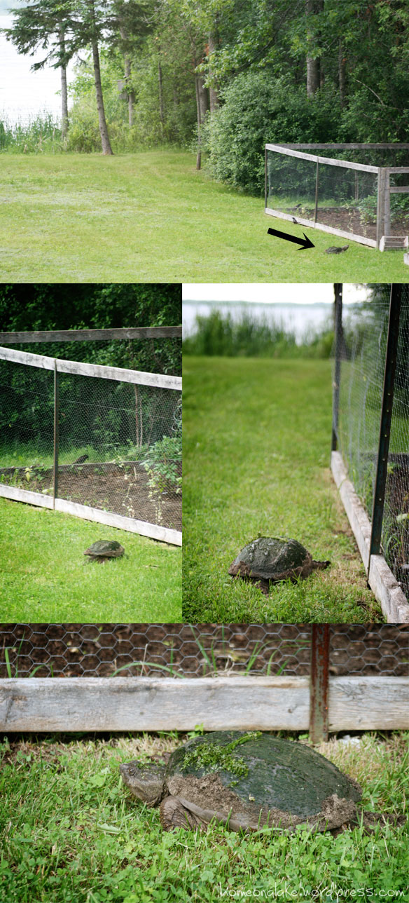 Snapping turtle on it's way to the veg. garden