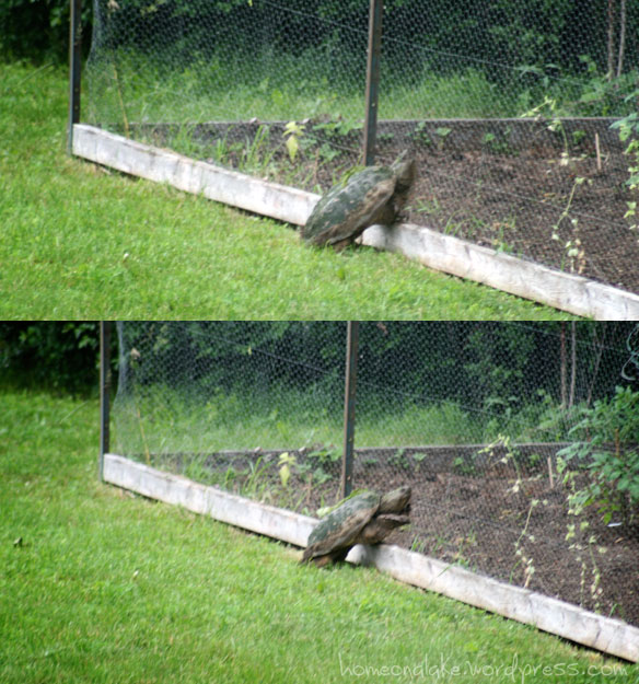 Turtle climbing garden fence