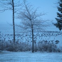 First Snow and a Gaggle