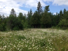 Forest and Daisy Meadow